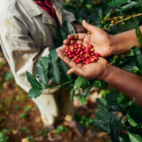 Argali targets substantial economic returns through making a true impact on people and the planet.